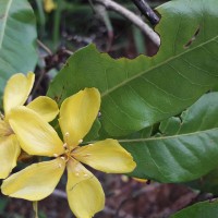 <i>Hugonia mystax</i>  L.